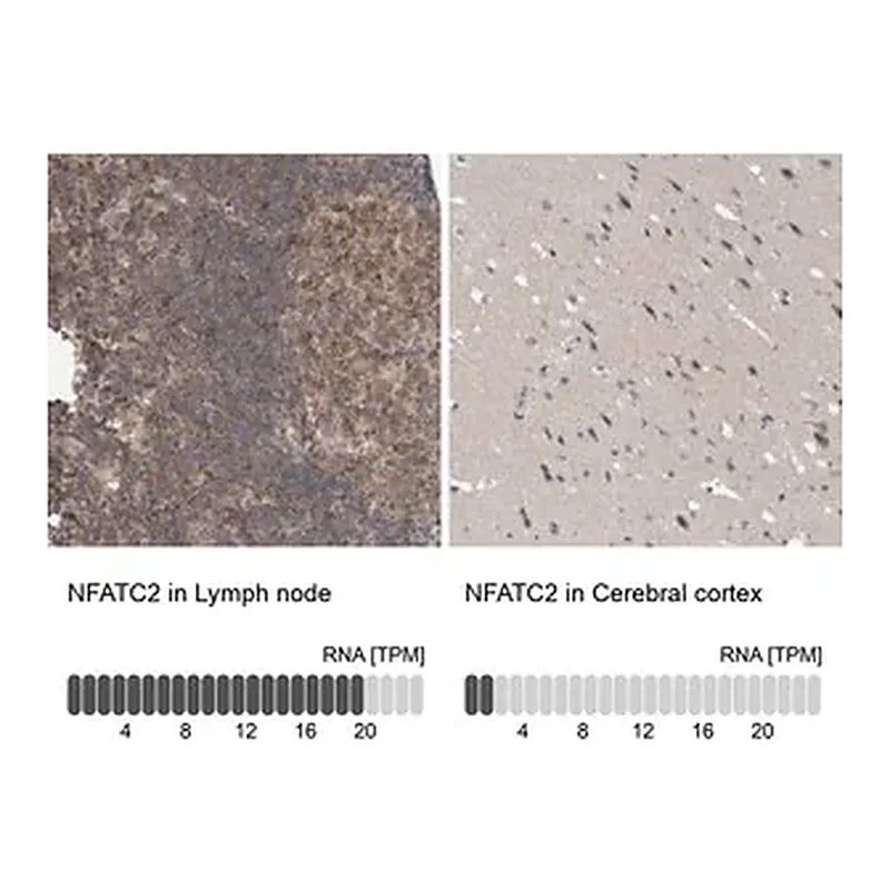 Merck Anti-NFATC2 antibody produced in rabbit