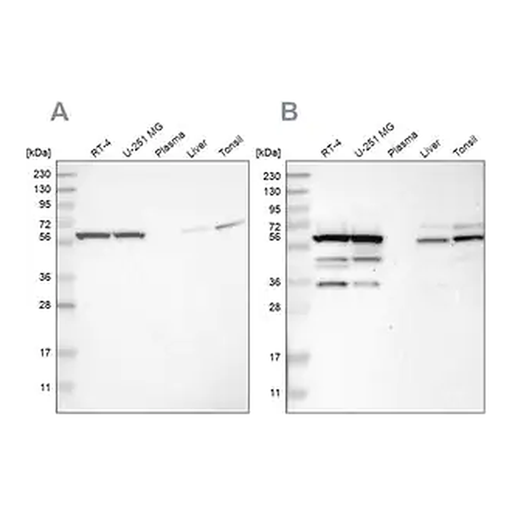 Merck Anti-CCT8 antibody produced in rabbit
