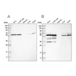Merck Anti-CCT8 antibody produced in rabbit