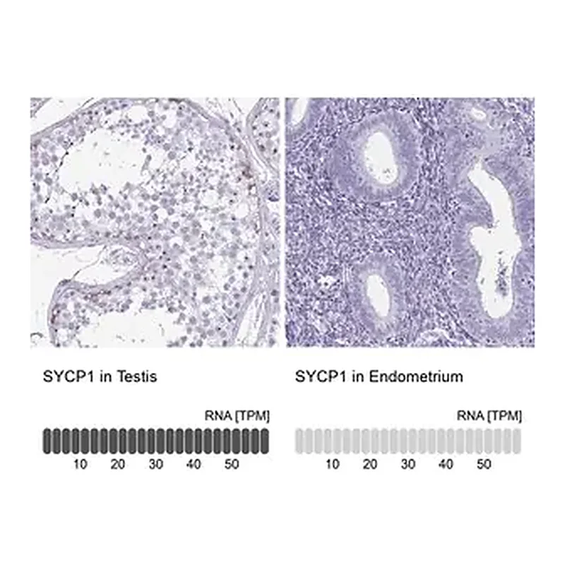Merck Anti-SYCP1 antibody produced in rabbit
