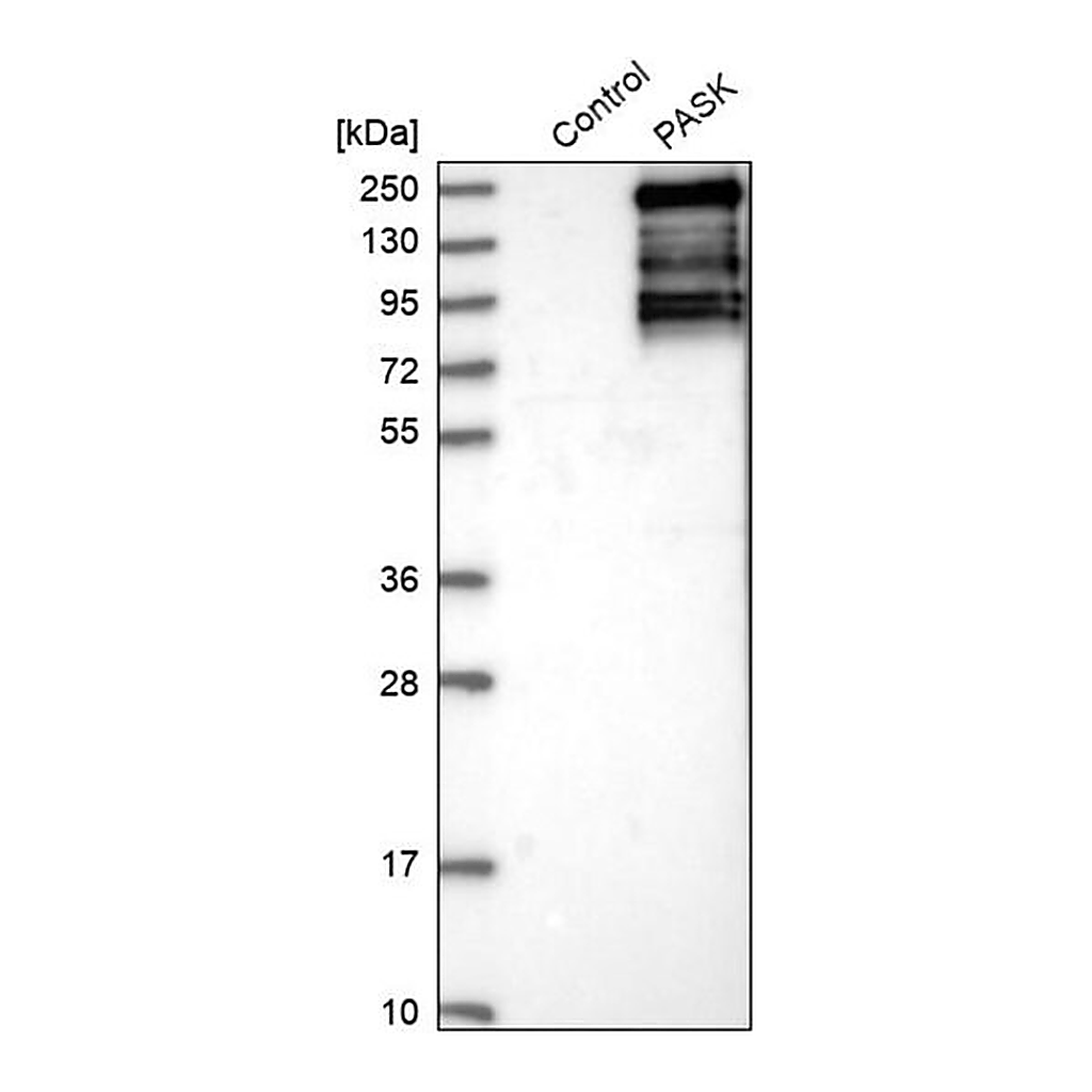 Merck Anti-PASK antibody produced in rabbit