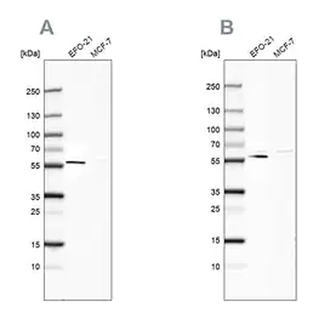 Merck Anti-PDP1 antibody produced in rabbit