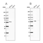 Merck Anti-PDP1 antibody produced in rabbit