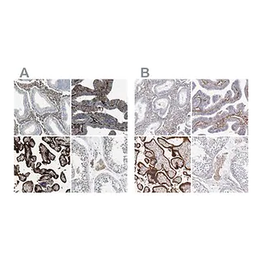Merck Anti-TGM2 antibody produced in rabbit