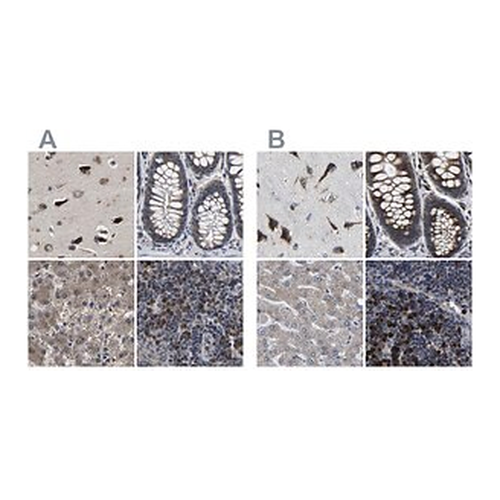 Merck Anti-EBAG9 antibody produced in rabbit