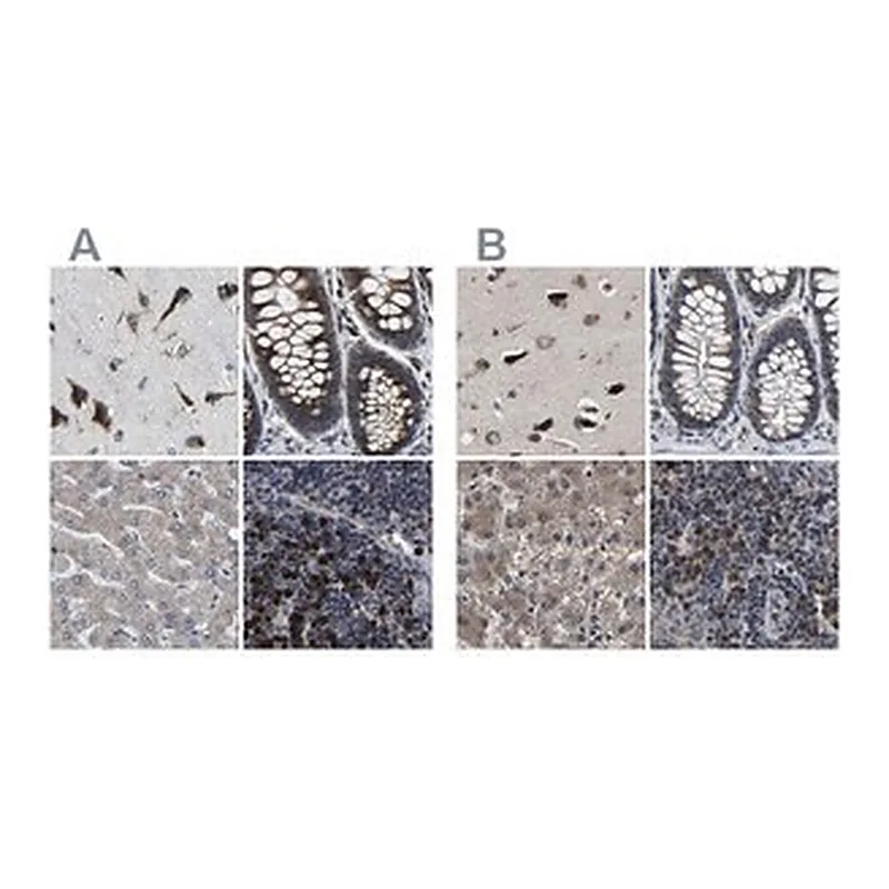 Merck Anti-EBAG9 antibody produced in rabbit