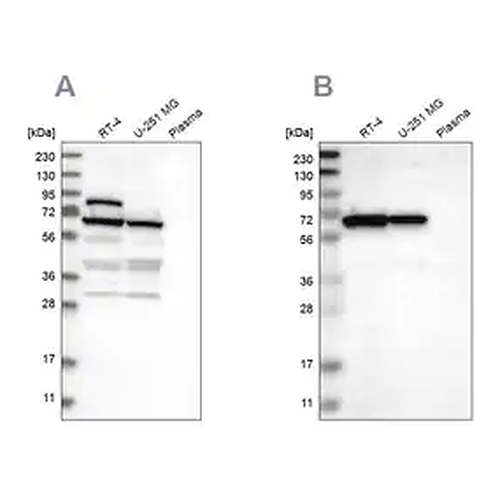Merck Anti-NOP58 antibody produced in rabbit
