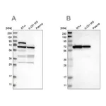 Merck Anti-NOP58 antibody produced in rabbit