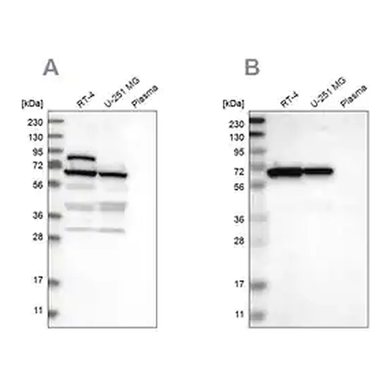 Merck Anti-NOP58 antibody produced in rabbit
