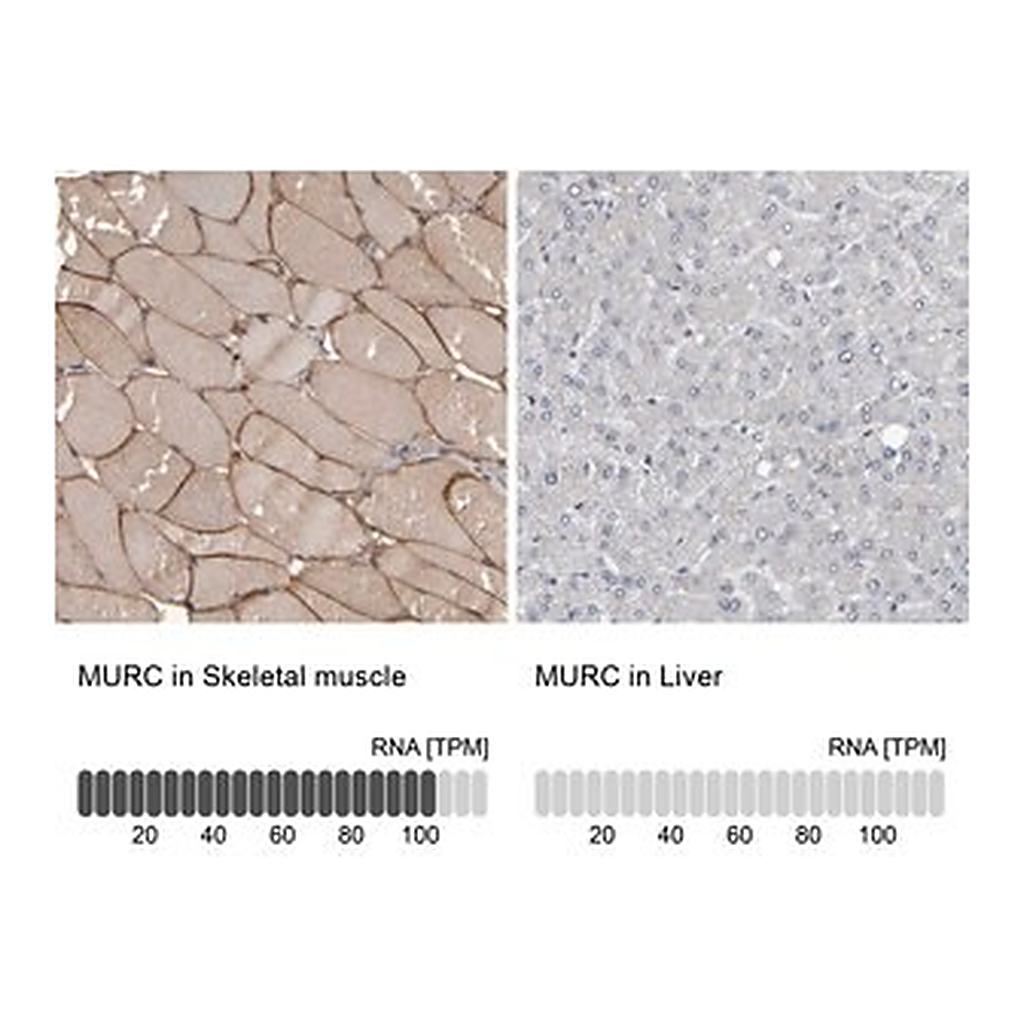 Merck Anti-MURC antibody produced in rabbit