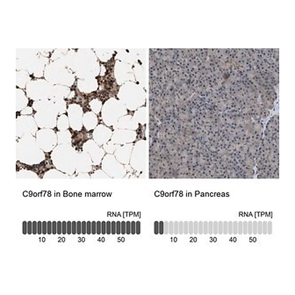 Merck Anti-C9orf78 antibody produced in rabbit