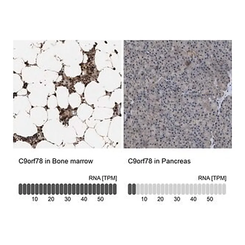 Merck Anti-C9orf78 antibody produced in rabbit