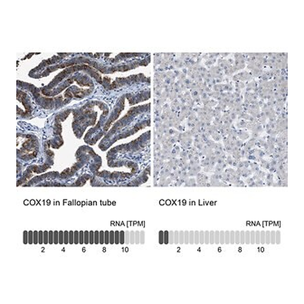 Merck Anti-COX19 antibody produced in rabbit