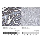 Merck Anti-COX19 antibody produced in rabbit