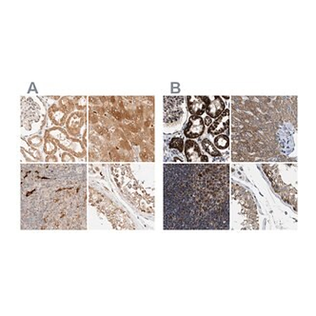 Merck Anti-TACO1 antibody produced in rabbit