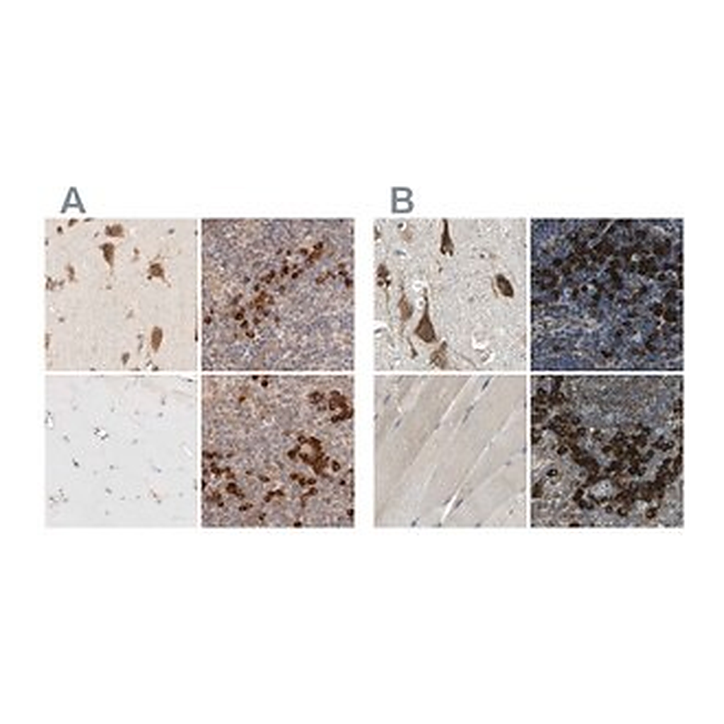 Merck Anti-SYVN1 antibody produced in rabbit