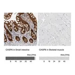 Merck Anti-CASP6 antibody produced in rabbit