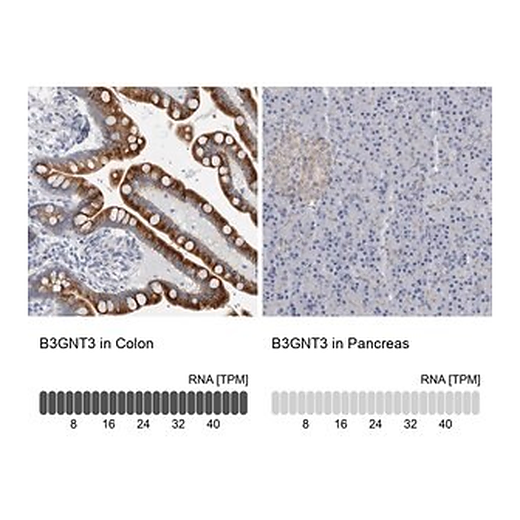 Merck Anti-B3GNT3 antibody produced in rabbit