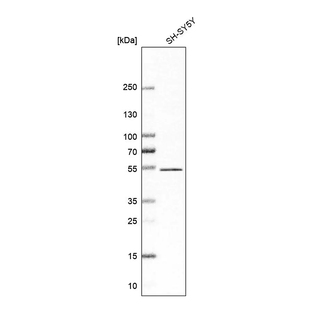 Merck Anti-ZNF704 antibody produced in rabbit