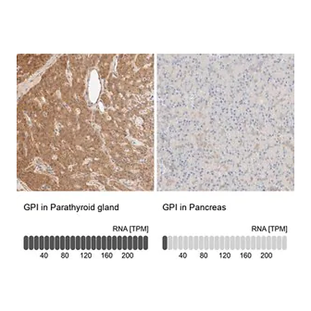 Merck Anti-GPI antibody produced in rabbit