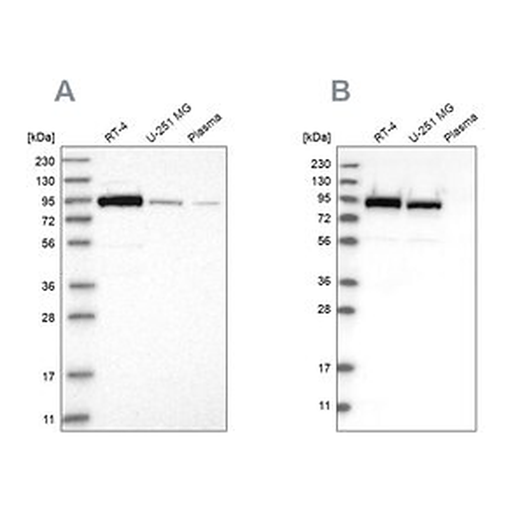 Merck Anti-FAM129B antibody produced in rabbit