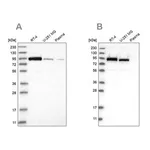 Merck Anti-FAM129B antibody produced in rabbit