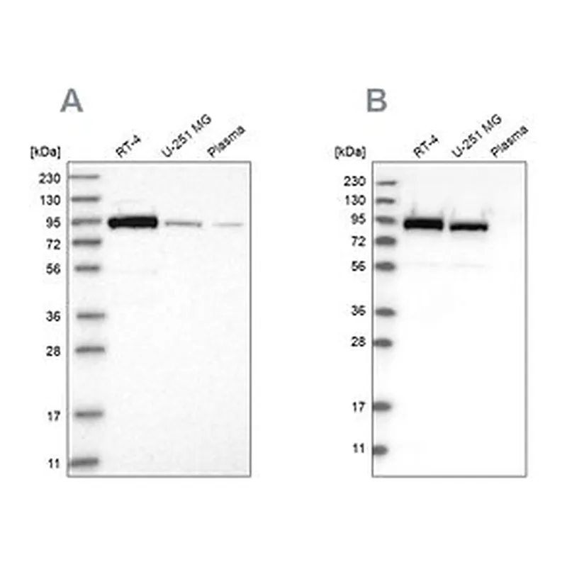 Merck Anti-FAM129B antibody produced in rabbit