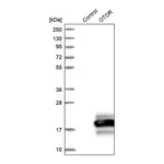 Merck Anti-OTOR antibody produced in rabbit
