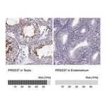 Merck Anti-PRSS37 antibody produced in rabbit