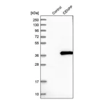 Merck Anti-CENPP antibody produced in rabbit