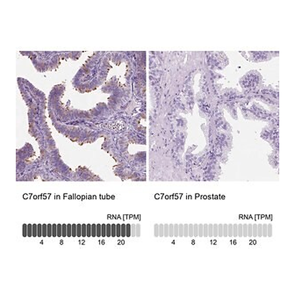 Merck Anti-C7orf57 antibody produced in rabbit