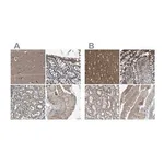 Merck Anti-MYO18A antibody produced in rabbit