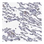 Merck Anti-SVEP1 antibody produced in rabbit