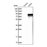 Merck Anti-MPP3 antibody produced in rabbit