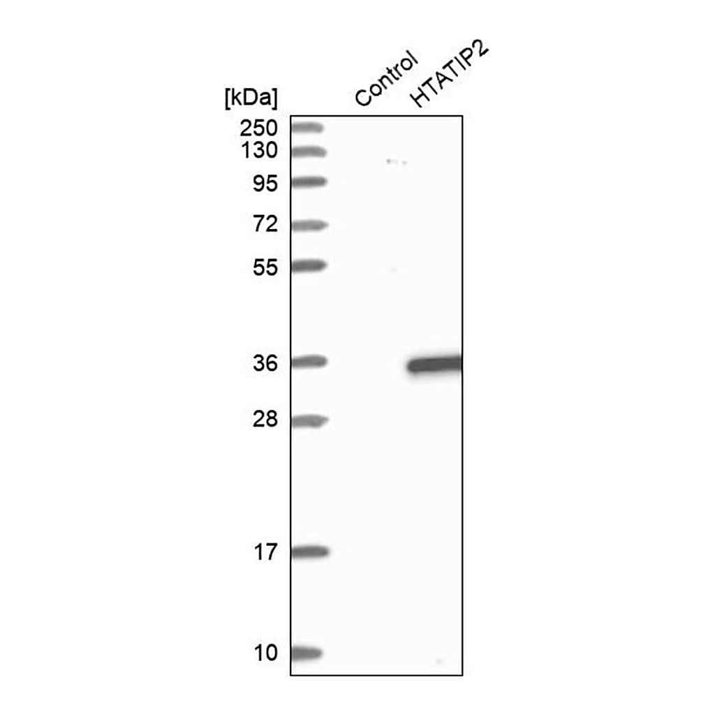 Merck Anti-HTATIP2 antibody produced in rabbit