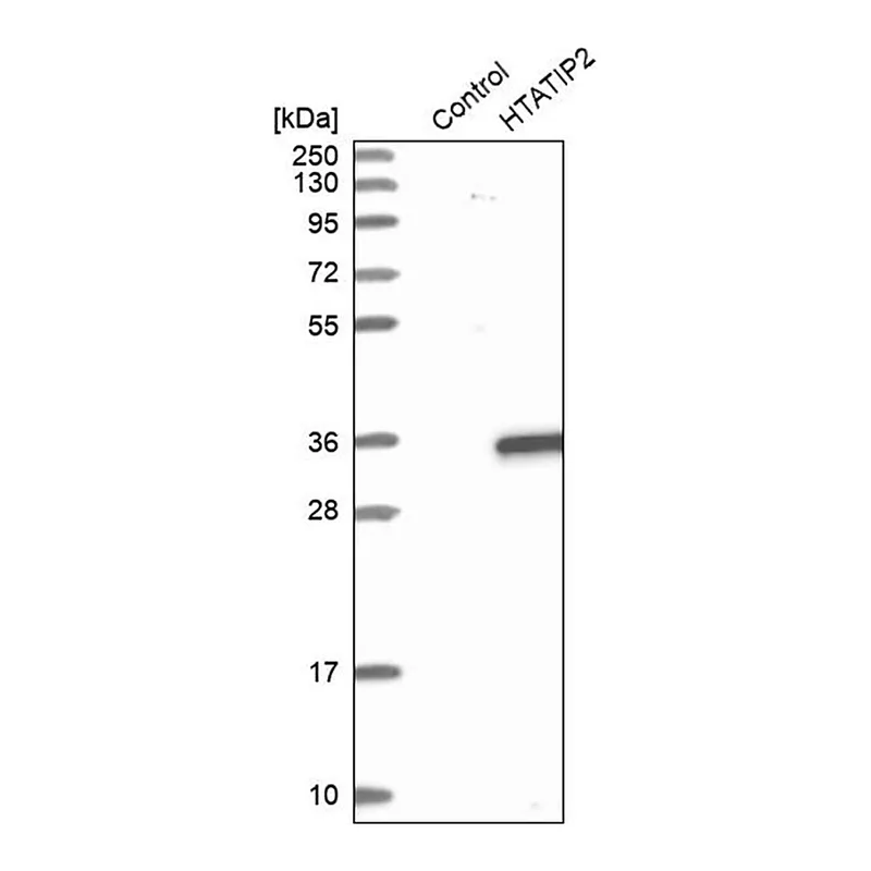 Merck Anti-HTATIP2 antibody produced in rabbit