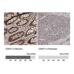 Merck Anti-CANT1 antibody produced in rabbit