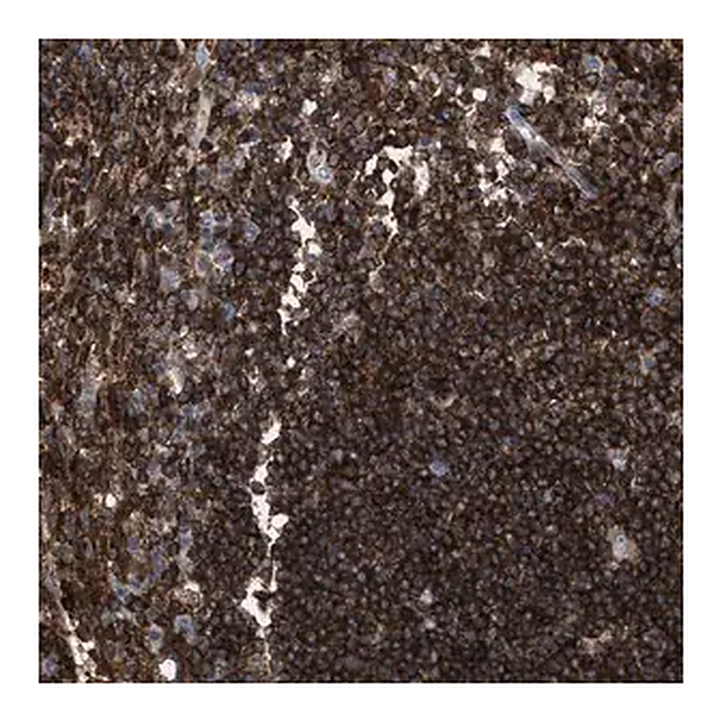 Merck Anti-PTPRE antibody produced in rabbit