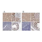 Merck Anti-EFR3A antibody produced in rabbit