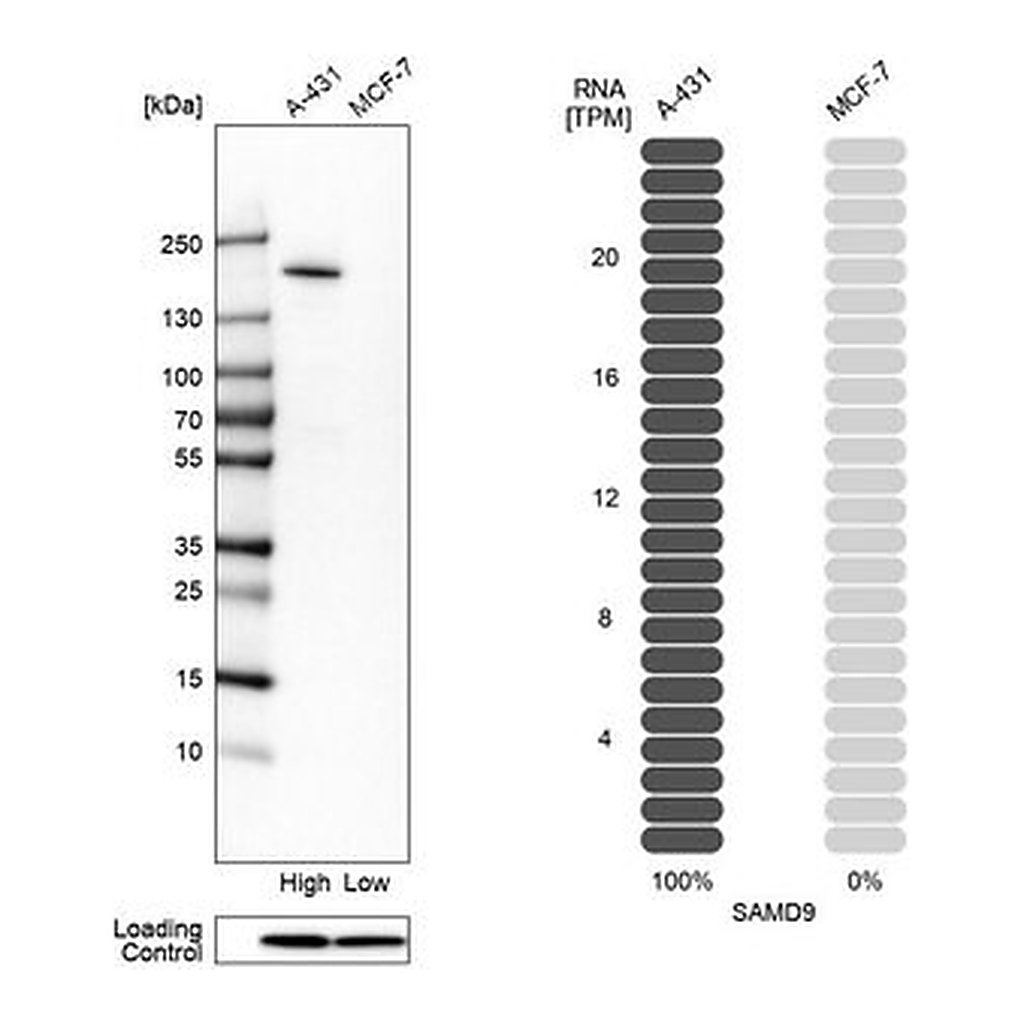 Merck Anti-SAMD9 antibody produced in rabbit