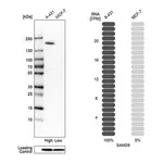 Merck Anti-SAMD9 antibody produced in rabbit