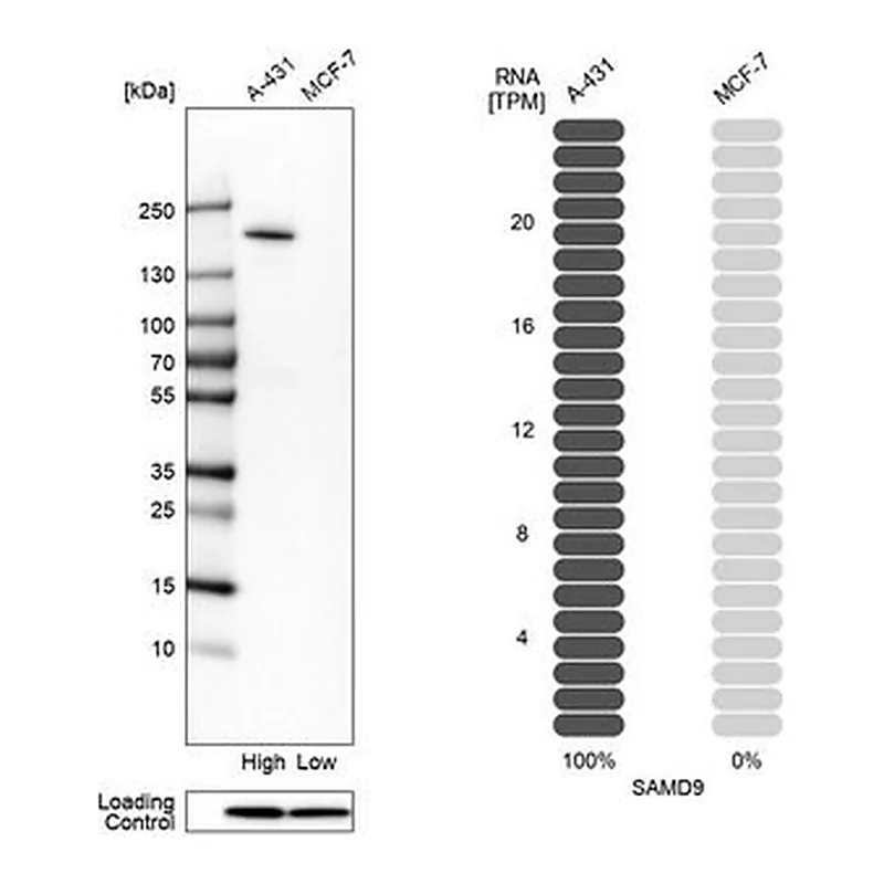 Merck Anti-SAMD9 antibody produced in rabbit