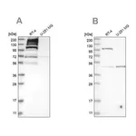 Merck Anti-C1orf112 antibody produced in rabbit