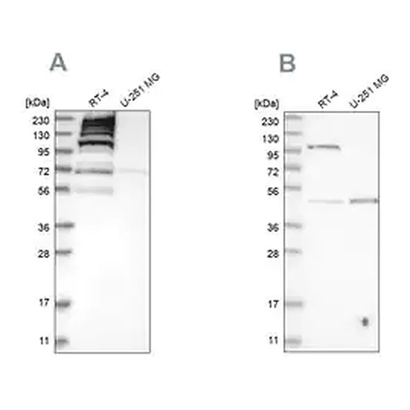 Merck Anti-C1orf112 antibody produced in rabbit
