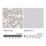 Merck Anti-CAPN2 antibody produced in rabbit