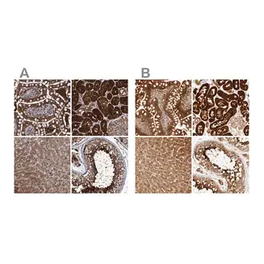 Merck Anti-PCYT2 antibody produced in rabbit