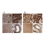 Merck Anti-PCYT2 antibody produced in rabbit