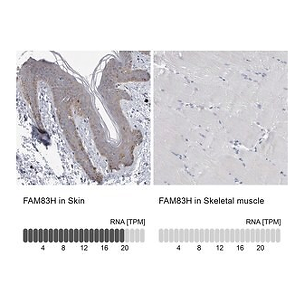 Merck Anti-FAM83H antibody produced in rabbit