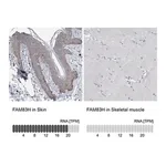 Merck Anti-FAM83H antibody produced in rabbit