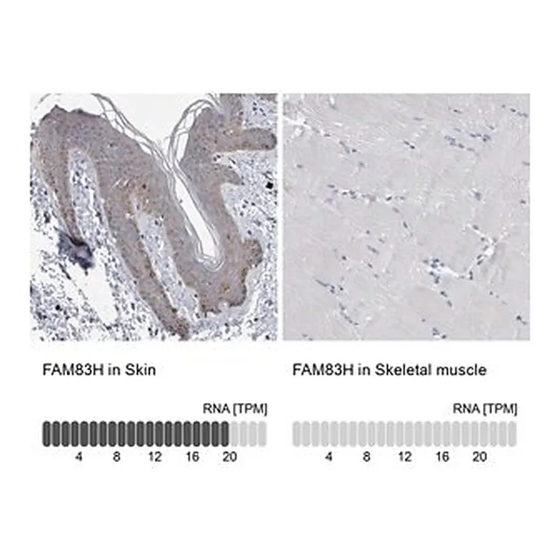 Merck Anti-FAM83H antibody produced in rabbit